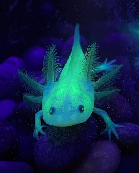 gfp axolotl|gfp axolotl pictures.